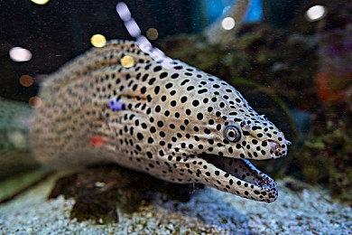 献祭人民，妖怪治国？《我的可爱妻子》续作《我的可爱皇后》亮相叙事游戏节